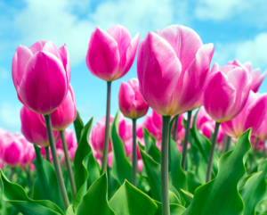 Pink tulips against a blue sky background